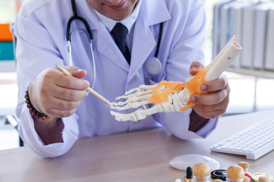 Close-up of doctor holding and pointing at foot skeleton anatomical model during patient consultation at the bones while explaining medical conditions or anatomy at his office desk a hospital clinic