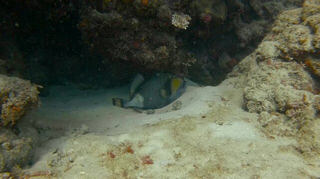 Titan /  Giant Triggerfish at the Great Barrier Reef - Norman Reef - Coral Sea - Australia