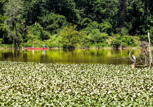 Canoeing Past Egret