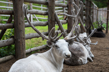 Horned white reindeer looking at the camera © Регина Ерофеева