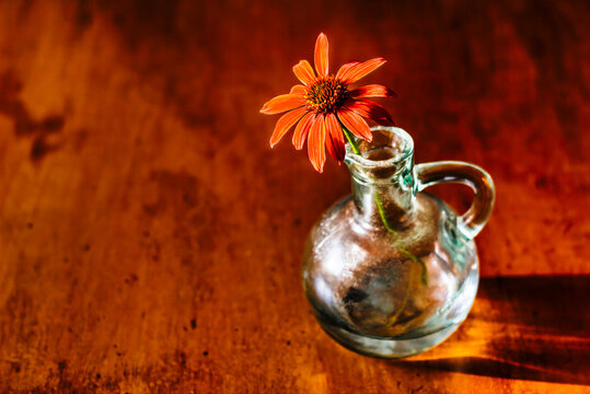 Coneflower in Glass Vase