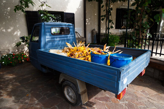 Harvested corn in small blue farm truck at traditional house in Osp, Slovenia, rural agriculture, local harvest, sustainable farming, authentic countryside lifestyle