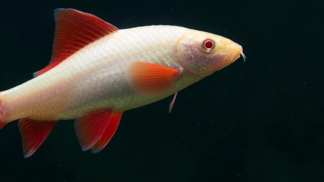 albino rainbow shark close up underwater in tropical aquarium video