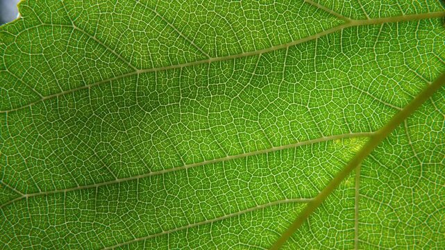 4K fixed focus macro loop of backlit green leaf showing intricate cellular vein texture, Biotech, Life Sciences, Sustainability, Clean Energy, Corporate Presentations