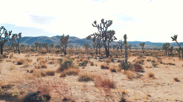 Arid desert scenery passing by during a road trip through joshua tree national park, featuring native yucca trees, dry brush and distant mountains under bright sunlight