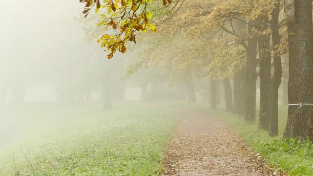 A gravel path leads through foggy trees in Catherine Park, Pushkin, Saint Petersburg. The autumn mist creates a serene and peaceful mood. The quiet landscape feels deeply tranquil.