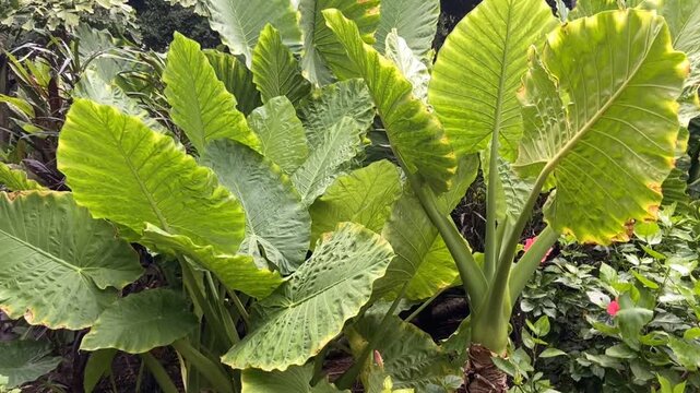 Alocasia macrorrhizos or giant taro, elephant ear plant,[ tropical plants in Parque Garcia Sanabria public park, Santa Cruz de Tenerife, Canary, Canary Islands, Spain,4K.