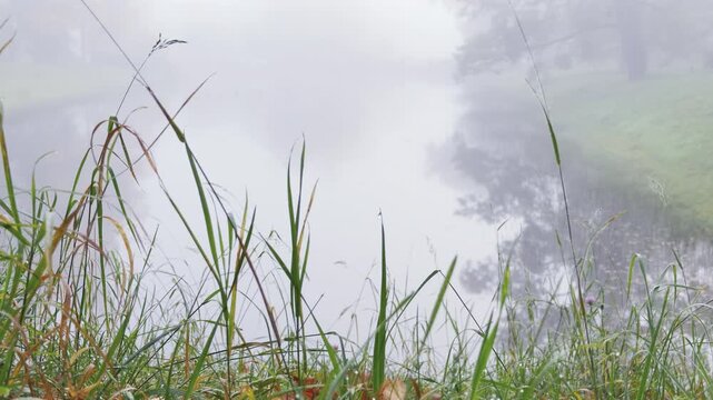 Tall grass grows along a misty pond in Catherine Park, Pushkin, Saint Petersburg. Soft reflections rest on calm water, creating a peaceful and serene feeling.