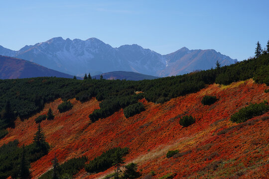 Autumn in the Western Tatras: Slopes of Red and Gold