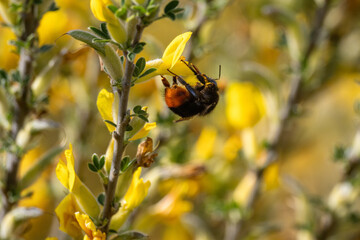 A close-up of a Red-tailed bumblebee (Bombus lapidarius) drone collecting pollen and nectar from a blooming yellow broom flower (Cytisus scoparius) on a sunny spring day. Macro wildlife photography © Mariia