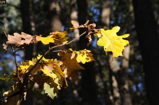 Une branche ch&ecirc;ne avec son feuillage d'automne