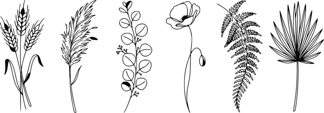 Set of six hand drawn black line art botanical illustrations including wheat, grass, eucalyptus branch, poppy flower, fern and palm leaf for minimalist wedding and logo design