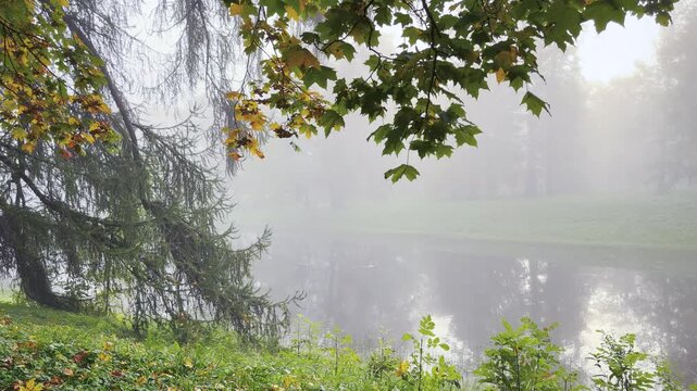 Tree branches hang over calm water in Catherine Park, Pushkin, Saint Petersburg. Thick fog fills the autumn landscape, evoking a peaceful and dreamy feeling.