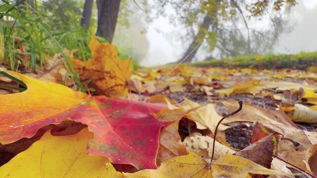 Colorful maple leaves rest on a path in Catherine Park, Pushkin, Saint Petersburg. Soft mist envelops the quiet trees in the background. The warm autumn scene brings a cozy and peaceful feeling.
