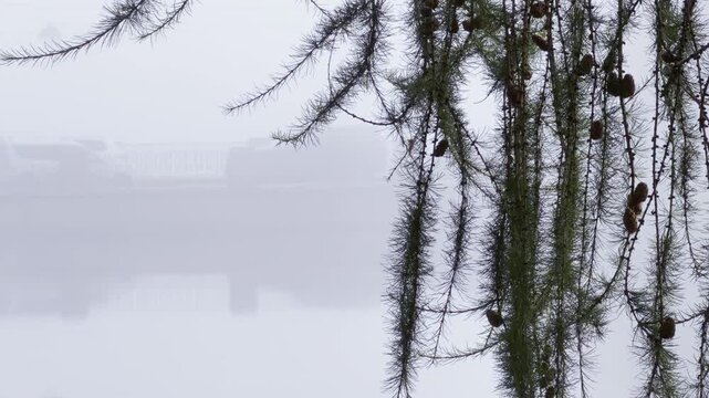Larch branches hang over a foggy lake in Catherine Park, Pushkin, Saint Petersburg. Thick mist covers the water, bringing a peaceful and mysterious feeling.