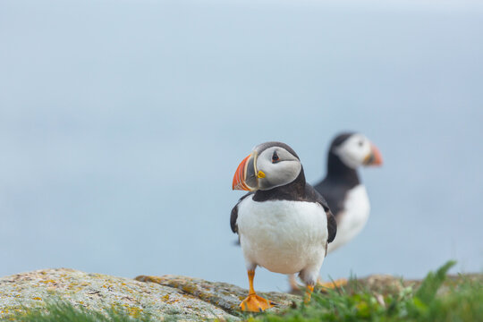 Puffin