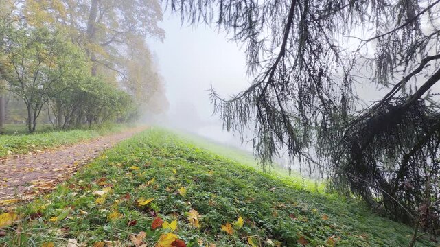 A leaf-covered path winds along a grassy bank in Catherine Park, Pushkin, Saint Petersburg. Pine branches hang over foggy water, creating a peaceful and serene feeling.