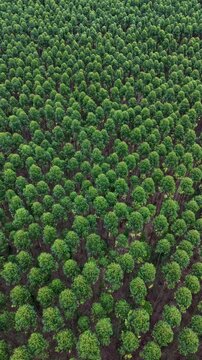 Aerial Drone View of Vibrant Green Eucalyptus Forest Farm