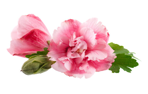 Pink double hibiscus flowers with green leaves isolated on white background. Hibiscus rosa-sinensis.