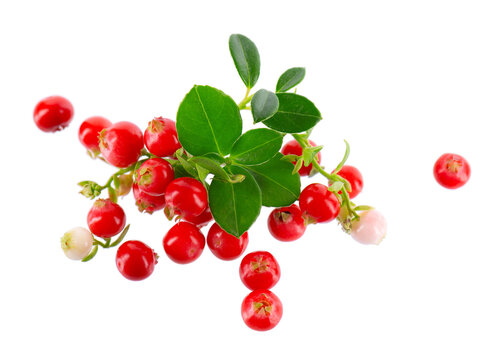Fresh cowberry berries with leaves, isolated on white background. Ripe cranberry, cowberry, lingonberry. Clipping path.