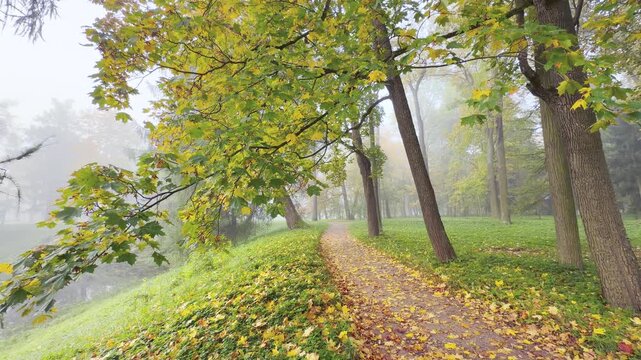 A leafy path winds past tall trees in Catherine Park, Pushkin, Saint Petersburg. Golden maple leaves cover the quiet trail on a misty morning. The peaceful landscape feels calm and serene.