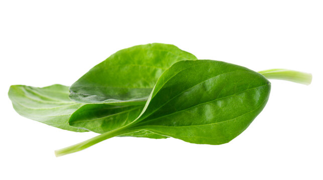 Fresh plantain leaves isolated on white background. Plantago major herb. Medicinal green leaves for traditional medicine. Clipping path.