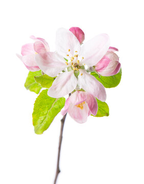 Spring apple blossom isolated on white background. Branch of flowering apple tree with pink and white flowers and green leaves. Clipping path.