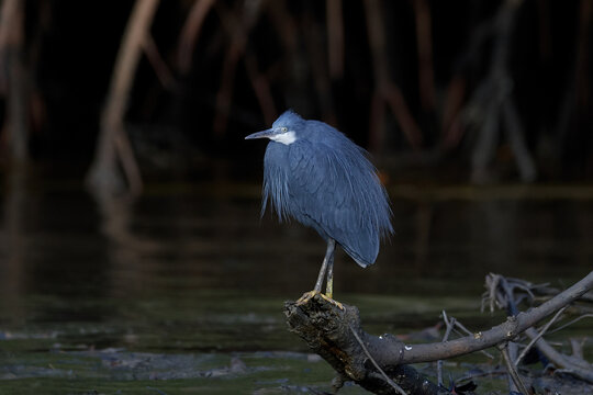 Western reef heron (Egretta gularis)