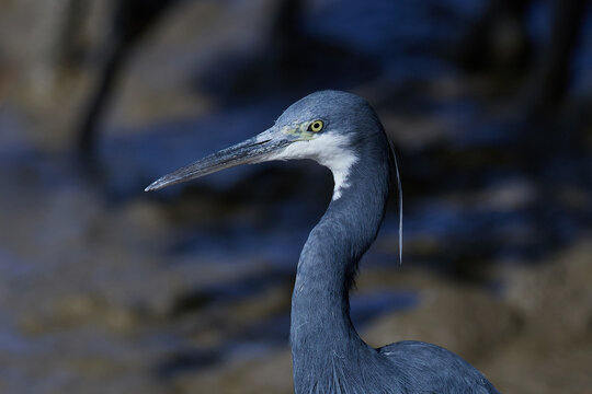 Western reef heron (Egretta gularis)