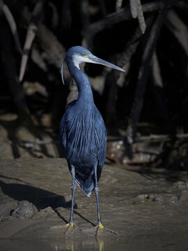 Western reef heron (Egretta gularis)