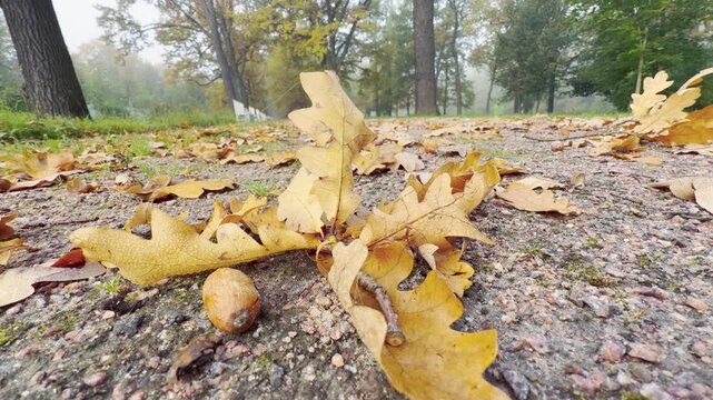 Golden oak leaves and an acorn rest on a path in Catherine Park, Pushkin, Saint Petersburg. Soft mist surrounds quiet trees in the background. The crisp detail creates a peaceful and cozy mood.