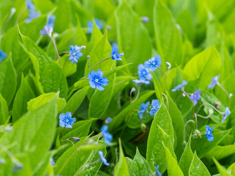 Eine Nahaufnahme zeigt eine Gruppe von blau bl&uuml;henden Fr&uuml;hlings-Nabeln&uuml;sschen (Omphalodes verna).