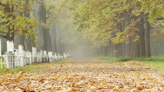 White benches stand along a leaf-covered path in Catherine Park, Pushkin, Saint Petersburg. Golden foliage glows under misty trees on a quiet morning. The serene view evokes a peaceful mood.