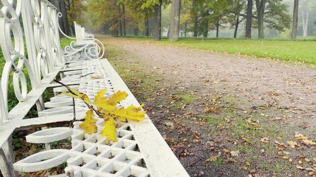 A golden oak branch rests on a white bench in Catherine Park, Pushkin, Saint Petersburg. Autumn leaves cover the quiet path under misty trees. The peaceful scene brings a serene mood.