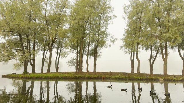 Tall trees stand quietly on a bank, reflecting into foggy lake water with ducks floating by. A peaceful mood fills Catherine Park, Pushkin, Saint Petersburg.