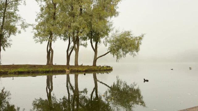 Tall trees stand peacefully along a grassy shore, reflecting in calm lake water with ducks swimming nearby. A serene, foggy mood fills Catherine Park, Pushkin, Saint Petersburg.