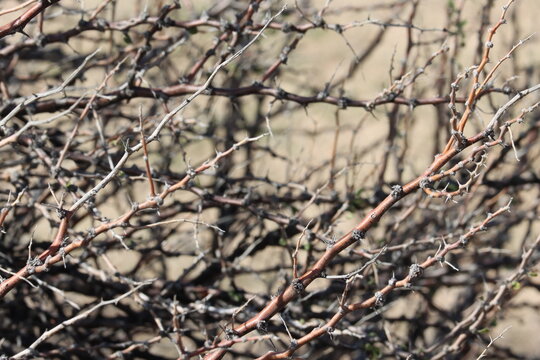 Cooper Desert Thorn, Lycium Cooperi, a mesmeric native synoecious shrub displaying aging slender dense recticurvilinear deciduine branches during early Winter in the Little San Bernardino Mountains.