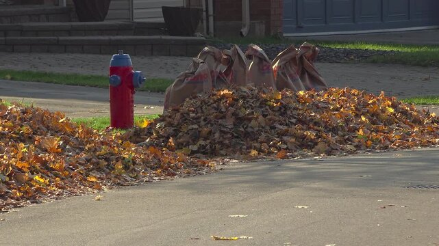 A stationary shot of a red and blue fire hydrant standing next to dense piles of colorful autumn maple leaves and paper yard bags on a sunny day.