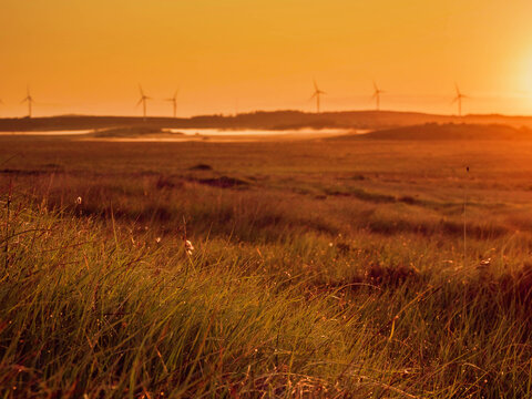 Golden sunrise casts warm glow over grassy field. Wind turbines stand tall on distant horizon. Soft mist hovers near water's edge. Scene evokes peaceful energy transition. Ideal for environmental