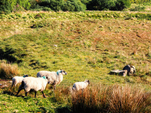 Sheep rest on grassy hillside. Tall grasses and moss cover uneven terrain. Gentle hills roll into distance under soft light. Animals lie in calm, natural setting. No specific plant species identified
