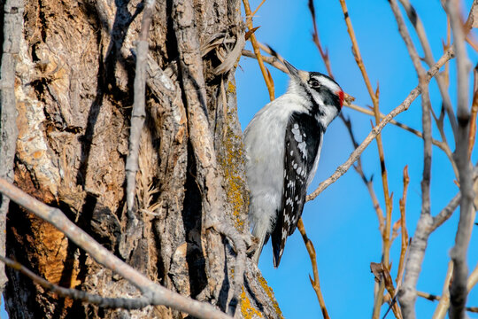Downy Woodpecker climbing tree