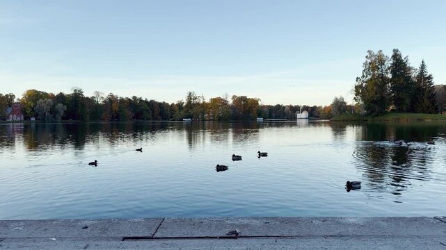Ducks swim peacefully across a quiet lake. The serene landscape creates a calm atmosphere at Catherine Park, Pushkin, Saint Petersburg.