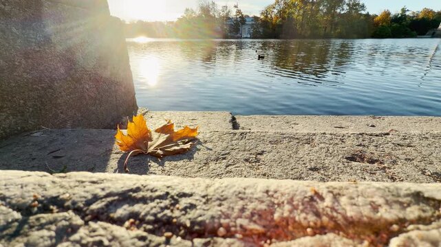 A golden maple leaf rests on stone steps beside shimmering water in Catherine Park, Pushkin, Saint Petersburg. Bright sunlight creates a peaceful, warm atmosphere.
