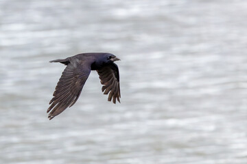 Adult rook in flight over water © fluffandshutter