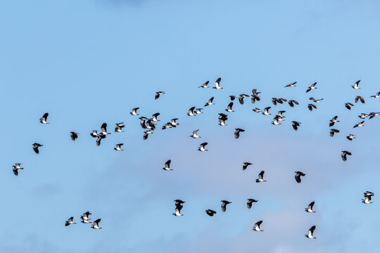 Flock of northern lapwings in flight