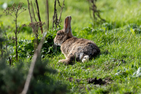European rabbit resting in grass