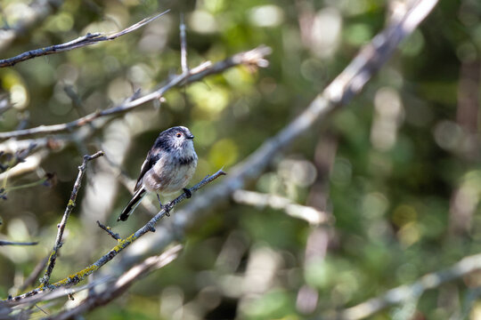 Long-tailed tit on a lichen-covered branch