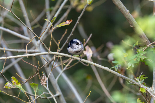 Long-tailed tit perched on a branch
