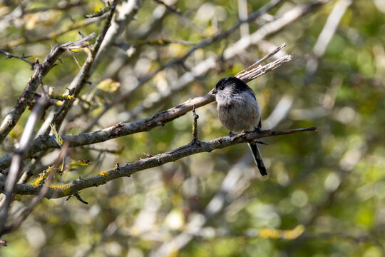 Long-tailed tit perched on a lichen-covered branch