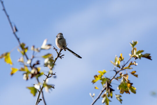 Long-tailed tit on a twig against a blue sky